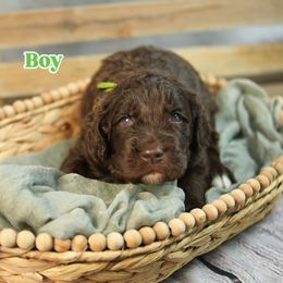 Green Collar - Chocolate male Assorted Doodle Crosses puppy in Elma, New York from Newfiedoodles of WNY