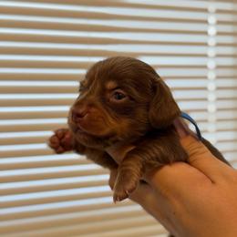 Teal Boy - Chocolate and tan male Dachshund puppy in Horizon City, Texas from Willipaws