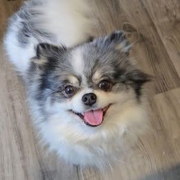 Charm - Pomeranian