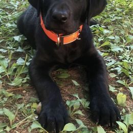 Dilute Retriever Puppies from Hagler Homestead Labs