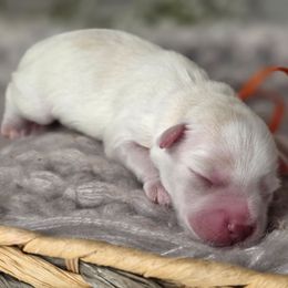 Frost - Wheaten male Miniature Schnauzer puppy in Magalia, California from NorCal Schnauzers