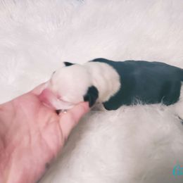 Girl #1 - Black and white Cardigan Welsh Corgi puppy in Natchitoches. La, Louisiana from Bleu Bayou Corgis