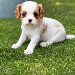 Cavalier King Charles Spaniel Puppies from King Charles