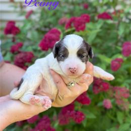 Peony - Blue merle female Bernedoodle puppy in Midland, Michigan from Northern Charm Farm
