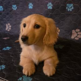 CHARLIE - Cream male Dachshund puppy in Madera, California from RRR Corgis