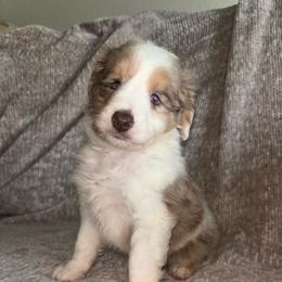 Pepe - Brown merle male Aussiedoodle puppy in Austin, Texas from Doodles of Central Texas