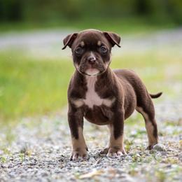 Girl 3 - American Bully puppy in Violet Hill, Arkansas from Obduro Bullies