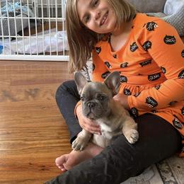 French Bulldog Puppies from Donna's French Bulldogs