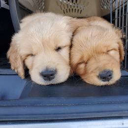 Golden Retriever Puppies from Emma's Golden Puppers