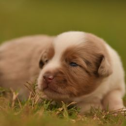 Marnie - Red merle female Miniature Australian Shepherd puppy in Hartman, Arkansas from Southern Edition Aussies
