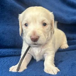 AKC Gatsby - Cream male Dachshund puppy in Memphis, Tennessee from River City Doxies