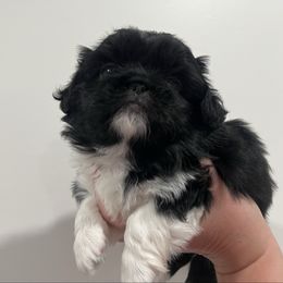 Mayla Full AKC - Black female Pekingese puppy in Pennsylvania from Triple I Pekes