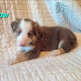 Meadow - Tri-color female Border Collie puppy in Watsontown, Pennsylvania from Kate Gresham