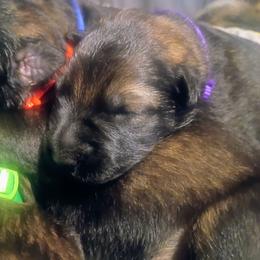 Valentina - Sable female German Shepherd puppy in Royston, Georgia from Samhain Shepherds
