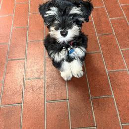 Gus - Black and silver male Miniature Schnauzer puppy in Plaucheville, Louisiana from Honey Doux Southern Paws