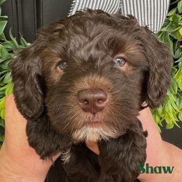 Shaw - Chocolate male Australian Labradoodle puppy in Silver Spring, Maryland from Potomac Australian Labradoodles