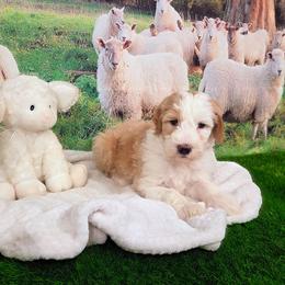 Mopple - Brown and white male Sheepadoodle puppy in Cornelia, Georgia from Yates Family Farm