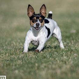 Teddy Roosevelt Terriers from The Oasis Teddy Roosevelt Terriers