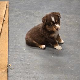 Delilah - Red tri-color female Miniature American Shepherd puppy in Leonard, Texas from Tin Roof Aussies