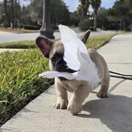 French Bulldog Puppies from Reds Frenchies