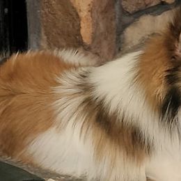 Pomeranians from Junebugs Pomeranian