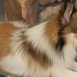 Pomeranians from Junebugs Pomeranian