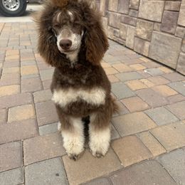 Tootsie - Poodle