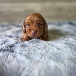 Frank - Dapple male Dachshund puppy in Indianapolis, Indiana from Homegrown Hoosier Kennels