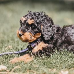 White - Phantom female Bernedoodle puppy in Macomb, Oklahoma from Fife and Wife Ranch LLC