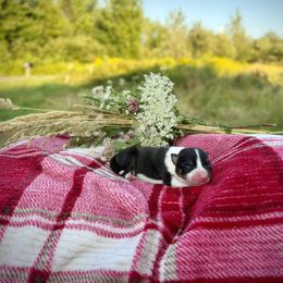 Vessel - Tri-color male Border Collie puppy in Alexander, Maine from High Velocity Stockdogs