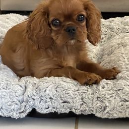 Cavalier King Charles Spaniel Puppies from Kilmaren Cavaliers