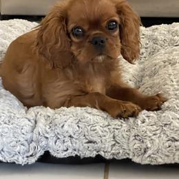 Cavalier King Charles Spaniel Puppies from Kilmaren Cavaliers