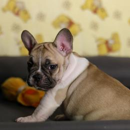 Tamlin - White and fawn male French Bulldog puppy in Twin Falls, Idaho from Whispering White Pines Labradors