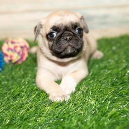 Luke (blue) - Fawn male Pug puppy in Hereford, Arizona from Broken Road Ranch Pugs