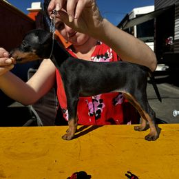 Girl 4 - Manchester Terrier puppy from Tango Kennels