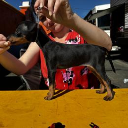 Girl 4 - Manchester Terrier puppy from Tango Kennels