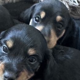 Dachshunds from Wrangling Dachshunds