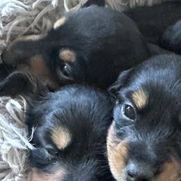 Dachshunds from Wrangling Dachshunds