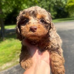Blossom - Merle female Cockapoo puppy in Connersville, Indiana from MoonShine Babies