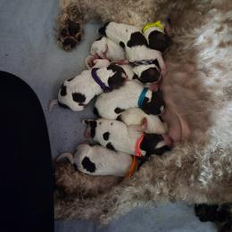 Boy 4 - male Lagotto Romagnolo puppy in Millbury, Massachusetts from RaceCity