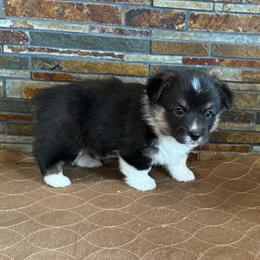 Boy 2 - Black and tan male Pembroke Welsh Corgi puppy in Visalia, California from VIP Stables