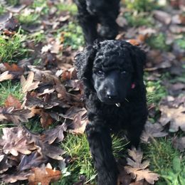Poodle Puppies from Oakridge Standard Poodle