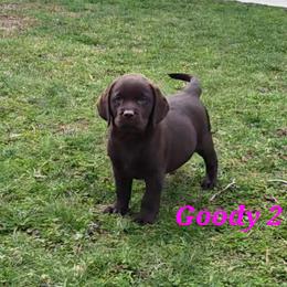 Chocolate Female - Chocolate female Labrador Retriever puppy in Dartmouth, Massachusetts from Dolce Amore Labradors