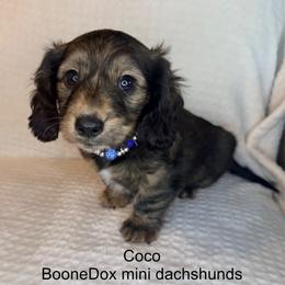 Coco - Brindle female Dachshund puppy in Lexington, Oklahoma from BooneDox Miniature Dachshunds