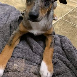 Australian Cattle Dog, Australian Shepherd, Companion Cross, and Miniature Australian Shepherd Puppies from MK Aussies