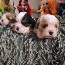 Cavalier King Charles Spaniel Puppies from Casanova Cavalier King Charles Spaniels