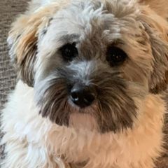 Shichons from Kanes Shichon Teddies