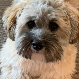 Shichons from Kanes Shichon Teddies