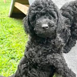 Goldendoodle Puppies from Happy_Tails_by_TJ