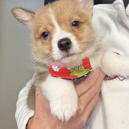 Benjamin - Red male Pembroke Welsh Corgi puppy in Wellfleet, Nebraska from RK Corgis